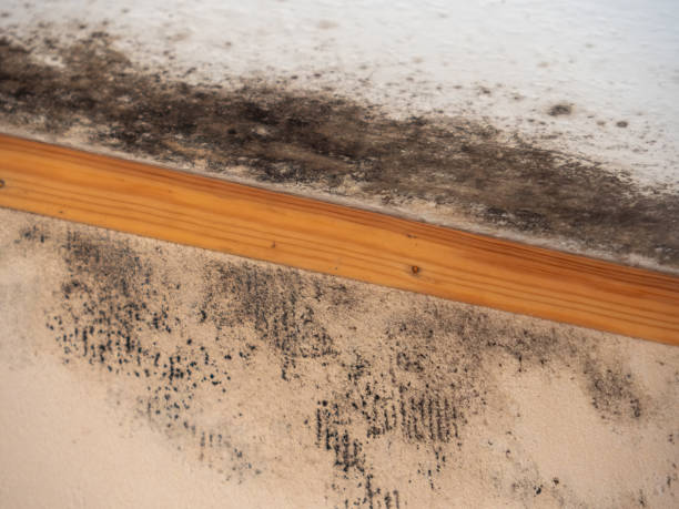 Best Mold Remediation for Rental Properties  in Eagleville, PA