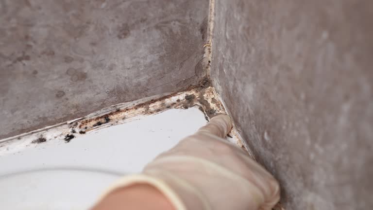Best Mold Documentation for Insurance Claims  in Eagleville, PA